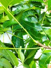 Neem Powder Dried Leaf Pure  Natural Raw Vegan Azadirachta indica Organic Ha