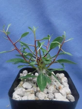 Boojum Tree Fouquieria columnaris 2" Pot Size In Leaf! Live Plant! Very Limited!
