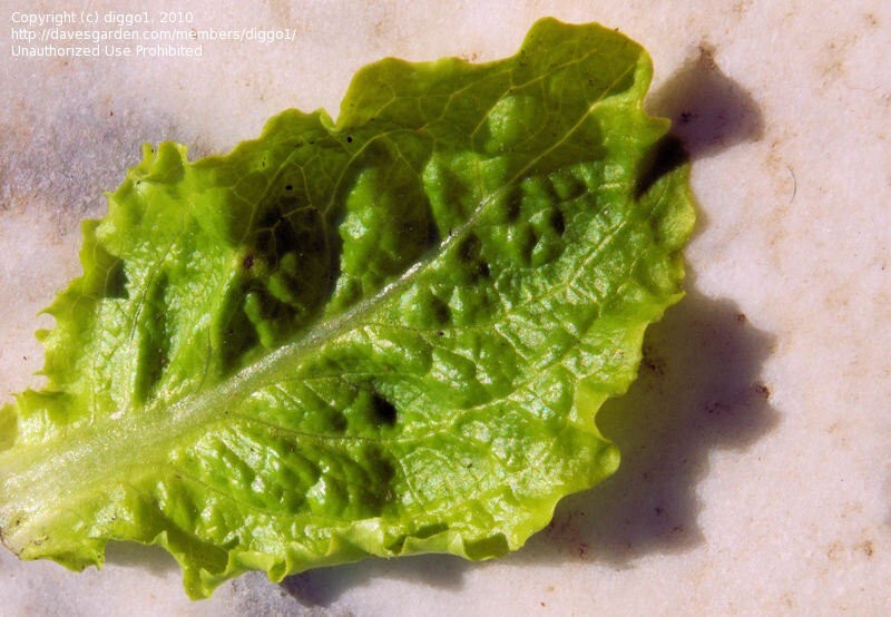 Lettuce AUSTRALIAN YELLOW LEAF 350+ Seeds ALL SEASON Heirloom Heat