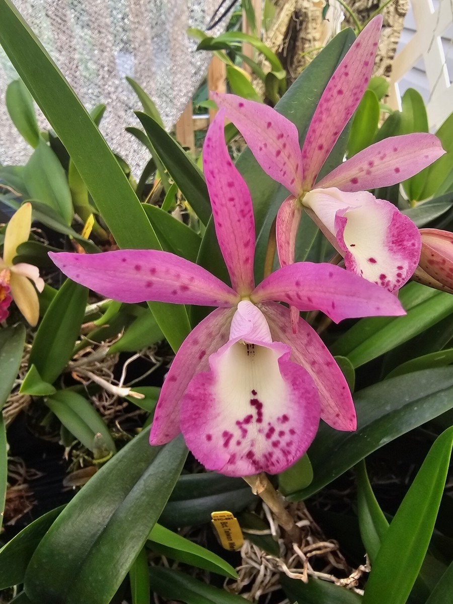 【完売／希少】ORCHID BoConcept Divine Orchid (T99-1A) in Chicago IL - Soukal Floral Co. & Greenhouses