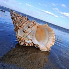 20-22cm Sea Shell Spiral Snail Frog Shell Aquarium Decoration Craft Decor