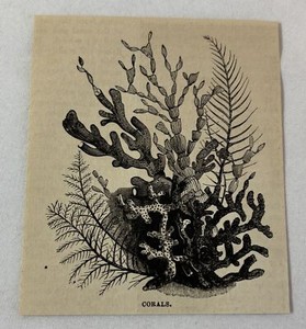 1880 magazine engraving~ CORALS