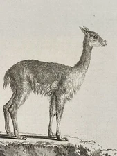 Vicuna "Camelus Vicugna Mol." engraving by De Seve & Sculpted by Bock ca. 19th c