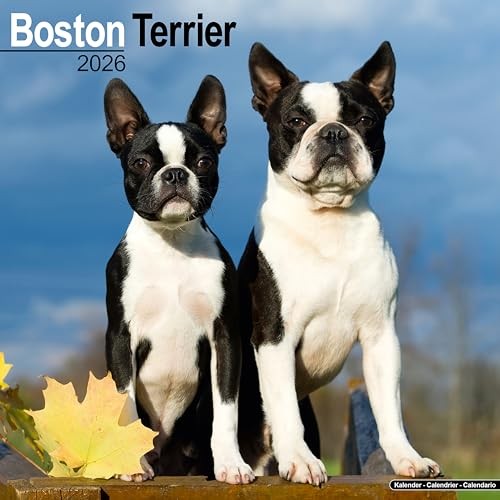 Boston Terrier Calendar 2026 Square Dog Breed Wall Calendar - 16 Month - G3Z-image