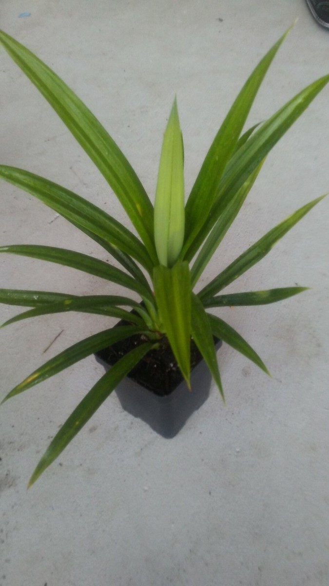 1 pot Pandan fragrant Leaves, Pandanus amaryllifolius rooted live Plant,l  Da | eBay