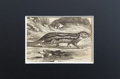 Gestreifter Mungo Tierdruck - um 1880 Mini montiert antike s/w Gravur (376)
