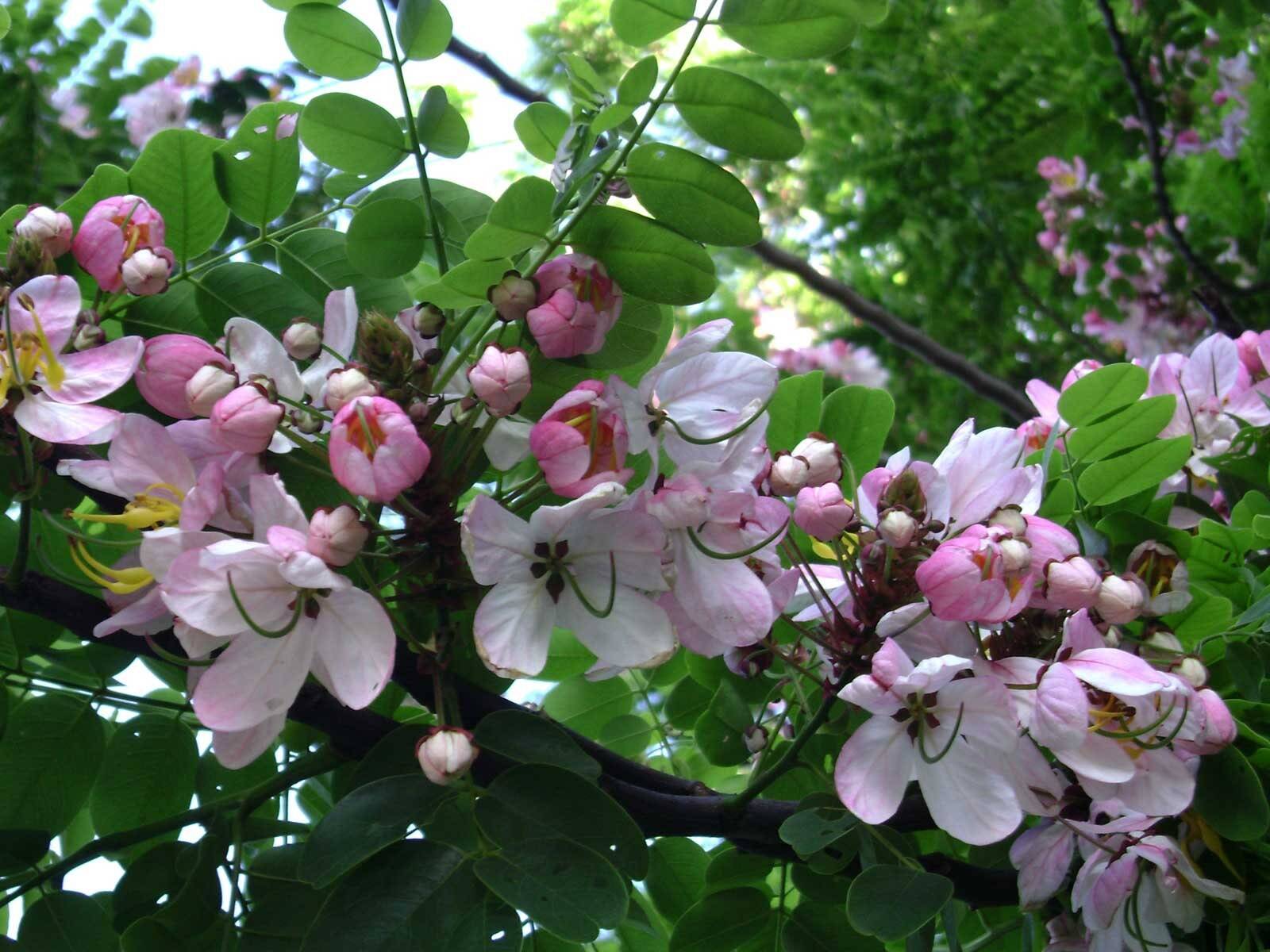 Graines de Cassia Javanica : semences de Casse de Java pour arbre exotique rose