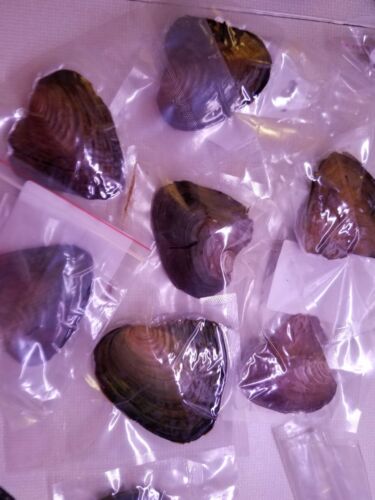 5 ostras envueltas individualmente con perlas ¿hágalo usted mismo perlas Akoya? Lote Pearl Oyster - Imagen 3 de 6