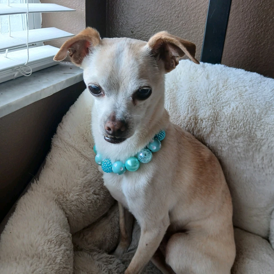 Handmade Make Me Shine Beaded Dog Puppy Collar Necklace Jewelry Durable S 11.25" - Image 4 of 4