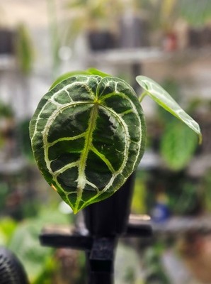 Anthurium Lavender Haze x Silver Crystal x Silver Forgetii