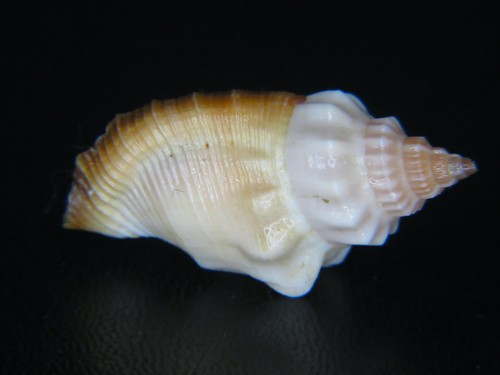 STROMBUS ERYTHRINUS: UNUSUAL MIXED COLORED GIANT GEM @ 31.2MM!