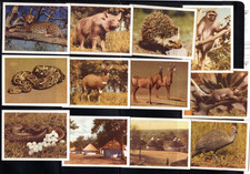 UTC South African National Parks Wild Animals Cigarette Tobacco Cards x 12 Lot A