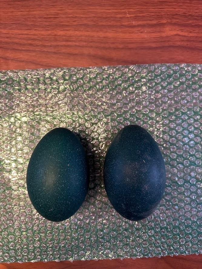 FERTILE EMU EGGS (2) - PROVEN BREEDERS MIXED DNA - SHIPS VIA PRIORITY MAIL