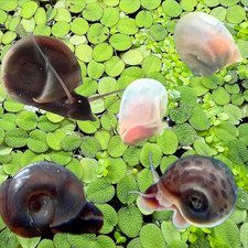 10 Live Ramshorn Snails Freshwater Aquarium Pond Cleanup Crew