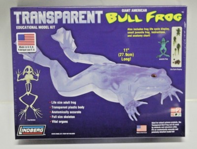 New Lindberg Transparent Giant American Bull Frog Plastic Educational Model Kit