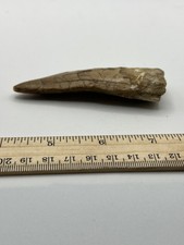 Tyrannosaurus T REX 3,5” African Carcharodontosaurus FÓSIL REAL CS 100