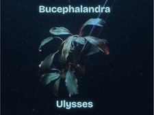 Bucephalandra Ulysses Live Aquatic Buce Epiphyte Rhizome Fish Shrimp Tank Plants