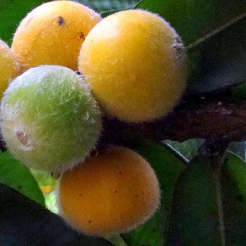 785〓希少Myrciaria glazioviana cabelluda XL CABELLUDA~ Myrciaria Glazioviana ~Yellow Jaboticaba~ Plinia BIG