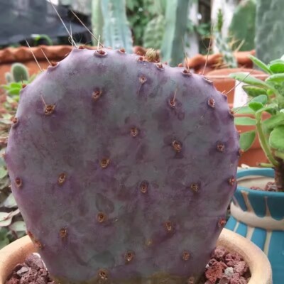 2PCS Succulent Cactus Plant Opuntia Santa Rita Cactaceae Home Garden Beautiful