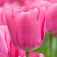 Big Love Pink Tulip Bulbs Perennial Flowers Easy to Grow Made in USA
