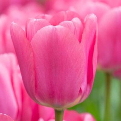 Big Love Pink Tulip Bulbs Perennial Flowers Easy to Grow Made in USA