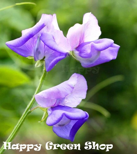 CLIMBING FLOWERS - Vines - Thunbergia Morning Glory Sweet Pea - Flower seeds - Picture 98 of 121