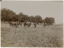 Photo Citrate North Africa Arabian Horse Circa 1890/1900