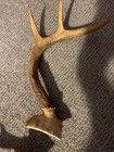 Whitetail deer antlers 9 inches seven points — photo 7