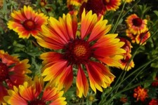 100 Graines de Gaillarde Vivace Méthode BIO seed plante fleur ornementale jardin