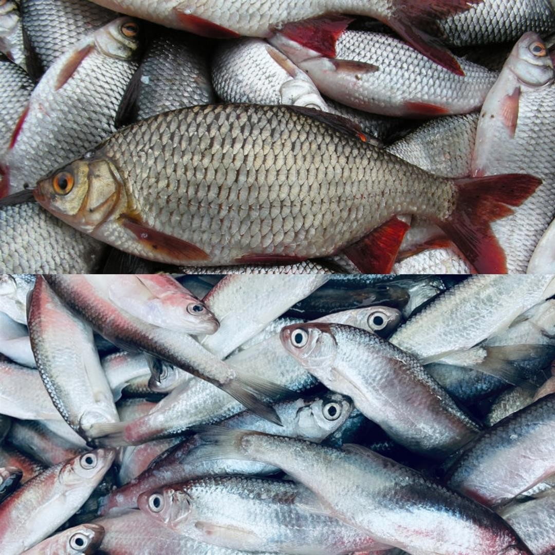 Köderfische Süßwasserfische gefroren Köfi Zander Hecht oder Wels Deadbait Köder