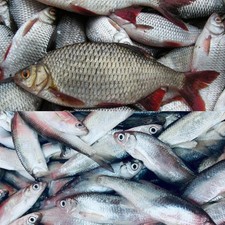 Köderfische Süßwasserfische gefroren Köfi...