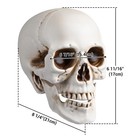 AplusChoice Halloween Human Skulls Life Size Skeleton Head Move Jaw 12 Pcs — photo 8