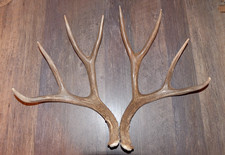 Nice Set Mule Deer Antlers Sheds Taxidermy Mount Cabin Decor Buck Horns