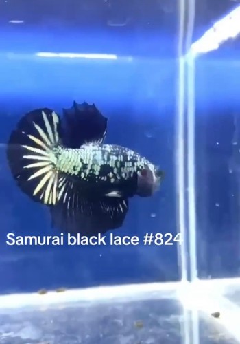 BETTA SAMURAI BLACK LACE MALE LIVE FISH HIGH QUALITY#824 - Picture 2 of 4