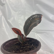 FREE SHIPPING Rubber Plant Ruby Ficus Potted Tropical Indoor Starter