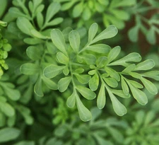 Rue Herb Plant 7" height