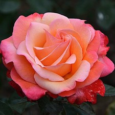 Coral Rose Bush Live Plant, Heirloom Fragrant Flowers