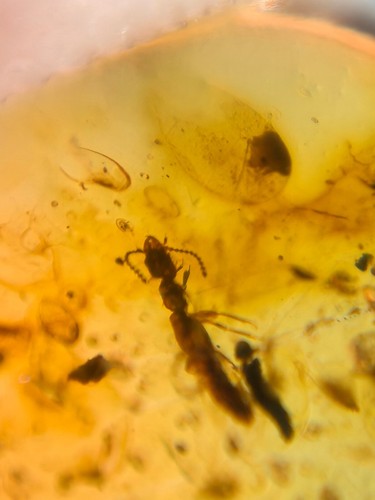 Coleoptera rove beetle Burmite Myanmar Burmese Amber insect fossil dinosaur age