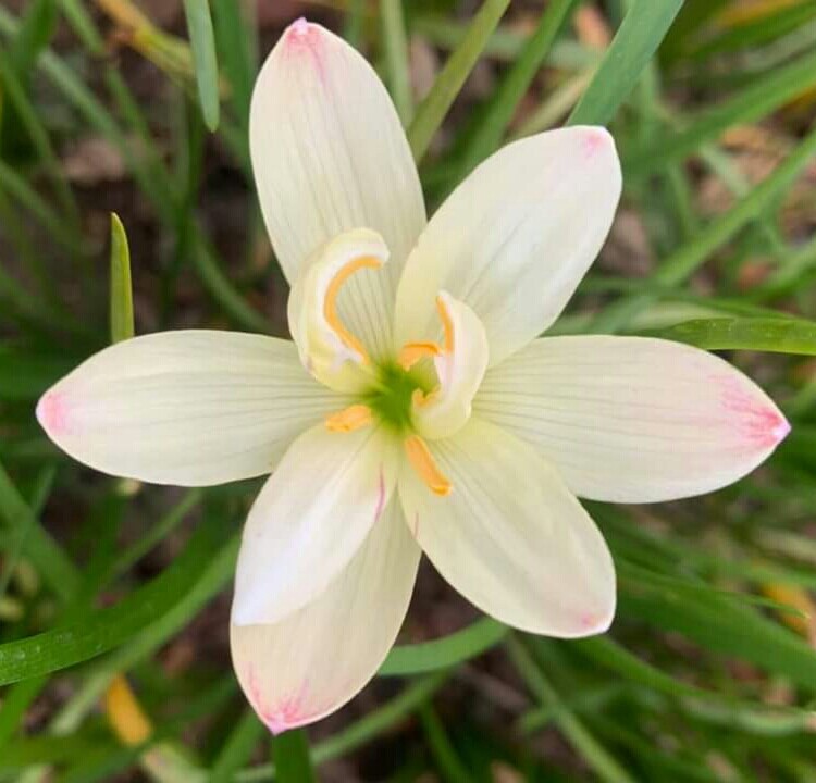 Double-Flowered Rain Lily Bulb🐇Zephyranthes 'White Bunny
