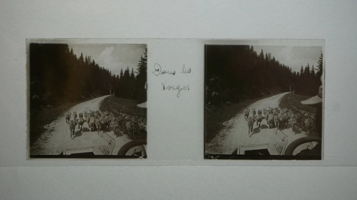Plaques de verre - BRAINE EN STEREO POSITIVE PLAQUE NEGATIVE N 73