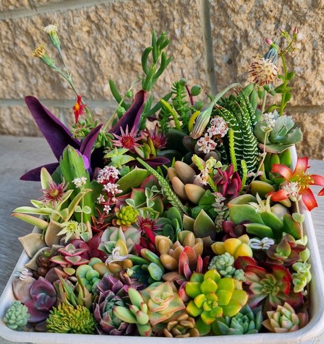 SUCCULENTS Cuttings Echeveria Sedum Senecio Collectors Colour Variety Mix Pack - Picture 4 of 8