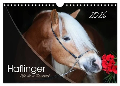 Haflinger-Pferde in Reinzucht (Wandkalender 2026 DIN A4 quer), CALVENDO Monatska