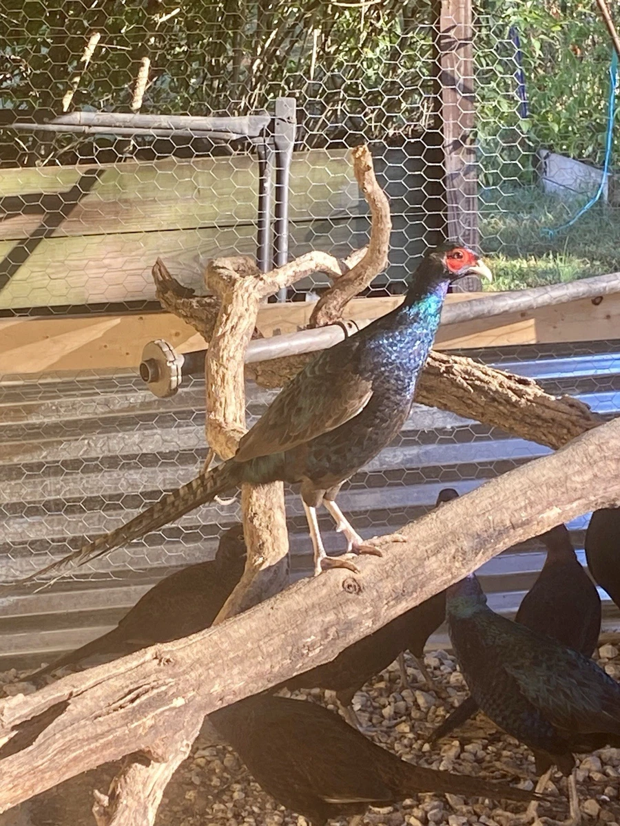 Pheasant Poultry Supplies for sale - eBay