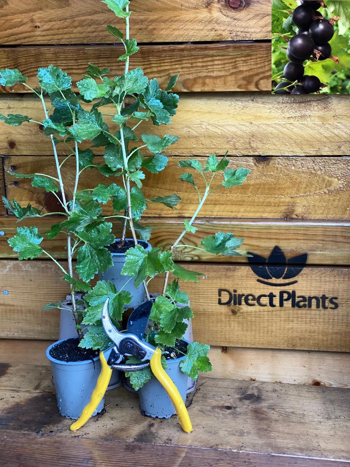 3X JOSTABERRY THORNLESS BUSHES FRUIT PLANTS POTTED eBay