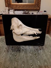 cabinet de curiosité demi crâne de cochon sur plaque en Bois Style Deyrolle