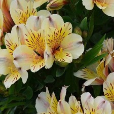 Alstroemeria Flower Quality Bulb Home Gardening Pack of 2 white  yellow