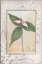 c1910s American Wild Flowers Postcard "Painted Trillium" Artist-Signed REED