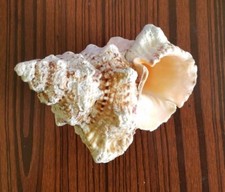 6" Giant Frog Seashell (Bursa bubo) Collectable shell