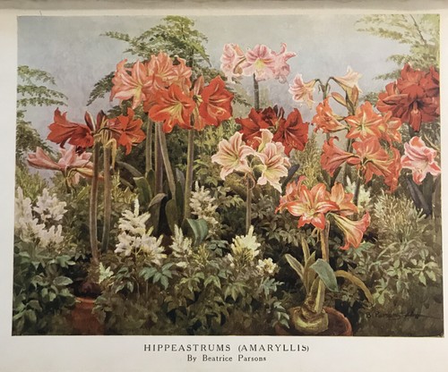 Hermosas flores y cómo cultivarlas por H. J. Wright y WP. Wright, 1922, 1a edición - Imagen 8 de 11
