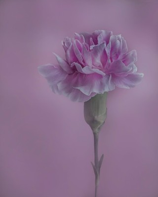 Pink Carnation Flower Print   Pastel Floral Wall Art